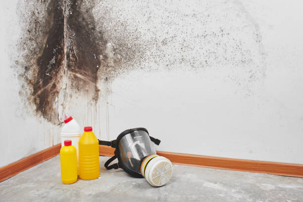 Best Crawl Space Mold Removal  in Brentwood, CA