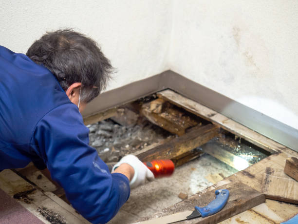 Best Attic Mold Removal  in Brentwood, CA