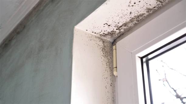 Crawl Space Mold Removal in Brentwood, CA