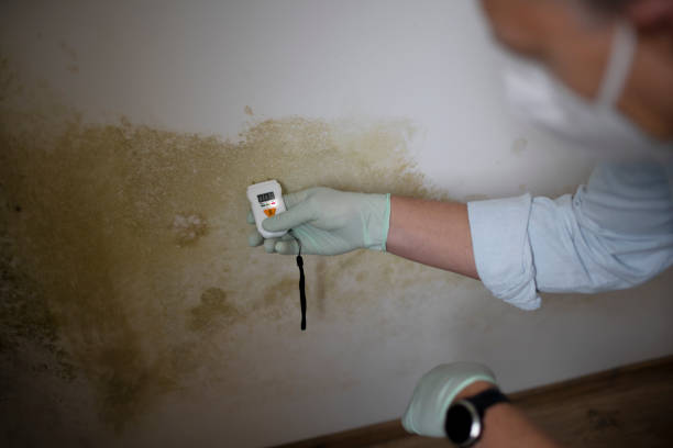 Professional Mold Removal in Brentwood, CA