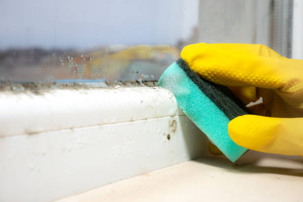 Office Mold Removal Services in Brentwood, CA