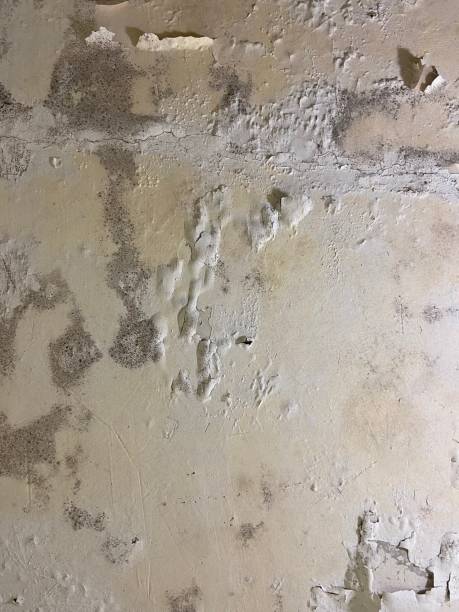 Best Mold Cleaning Services  in Brentwood, CA