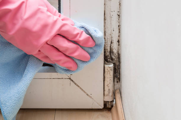 Best Certified Mold Removal  in Brentwood, CA