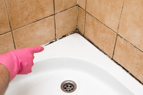 Best Mold Damage Repair  in Brentwood, CA
